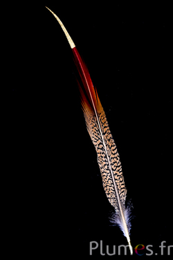 Faisan doré queue paillettes dorées - 12-17 cm - rouge naturel